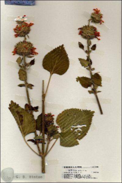 URN_catalog_HBHinton_herbarium_19982.jpg.jpg