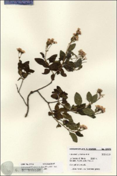 URN_catalog_HBHinton_herbarium_27973.jpg.jpg