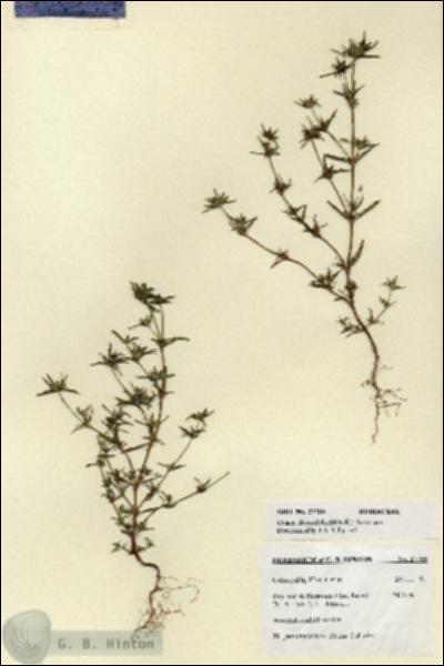 URN_catalog_HBHinton_herbarium_27700.jpg.jpg