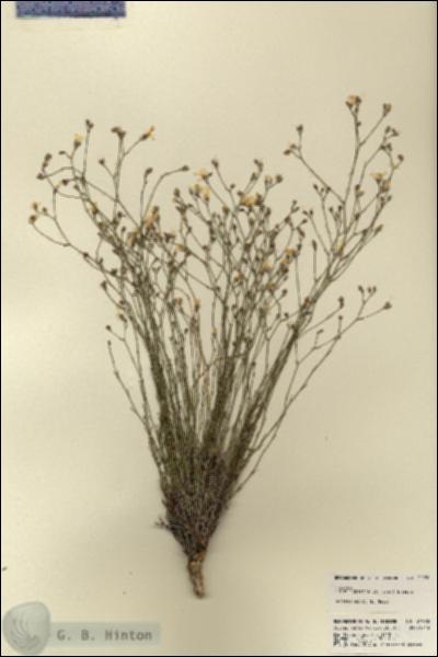 URN_catalog_HBHinton_herbarium_21970.jpg.jpg