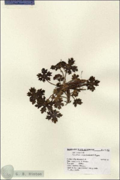 URN_catalog_HBHinton_herbarium_14464.jpg.jpg