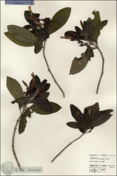 URN_catalog_HBHinton_herbarium_24143.jpg.jpg