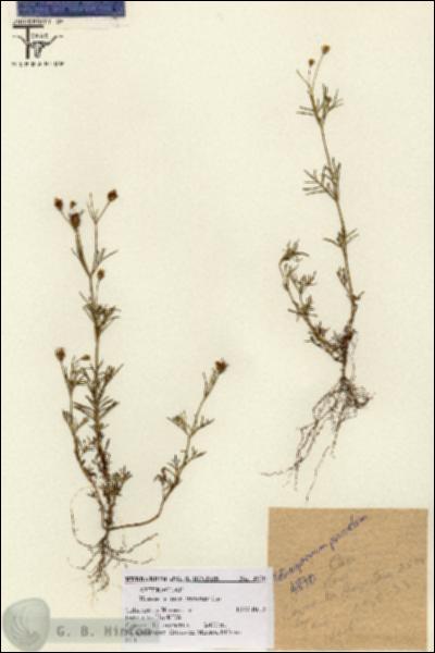 URN_catalog_HBHinton_herbarium_4870.jpg.jpg