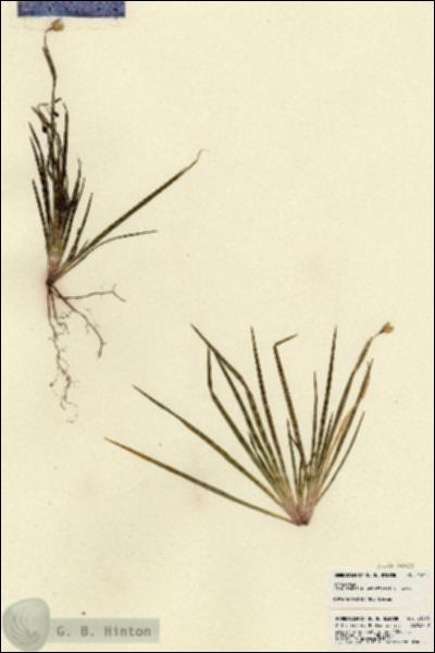 URN_catalog_HBHinton_herbarium_21845.jpg.jpg