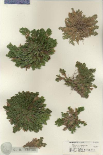 URN_catalog_HBHinton_herbarium_21165.jpg.jpg