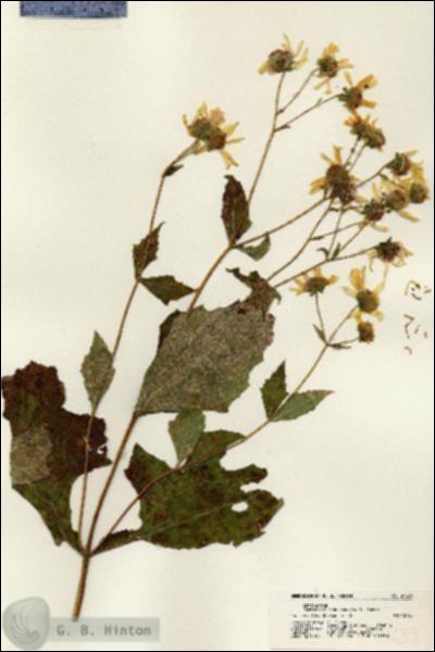 URN_catalog_HBHinton_herbarium_21639.jpg.jpg