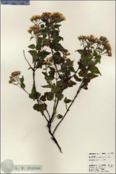 URN_catalog_HBHinton_herbarium_23783.jpg.jpg