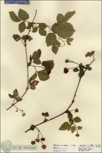 URN_catalog_HBHinton_herbarium_23324.jpg.jpg