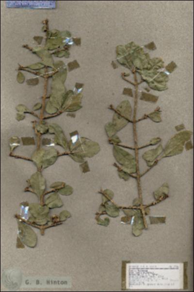 URN_catalog_HBHinton_herbarium_17726.jpg.jpg