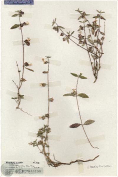 URN_catalog_HBHinton_herbarium_20079.jpg.jpg