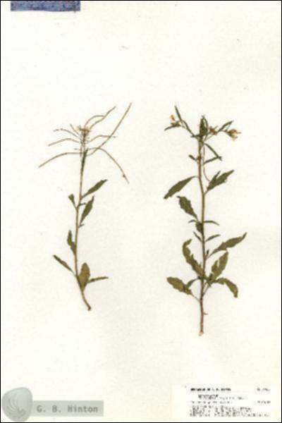 URN_catalog_HBHinton_herbarium_21035.jpg.jpg