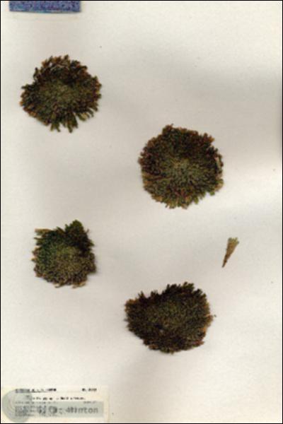 URN_catalog_HBHinton_herbarium_20160.jpg.jpg