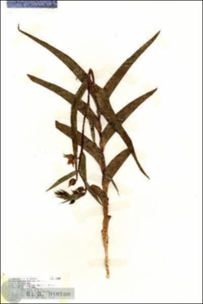 URN_catalog_HBHinton_herbarium_18255.jpg.jpg
