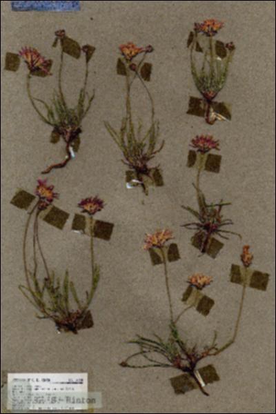 URN_catalog_HBHinton_herbarium_18534.jpg.jpg