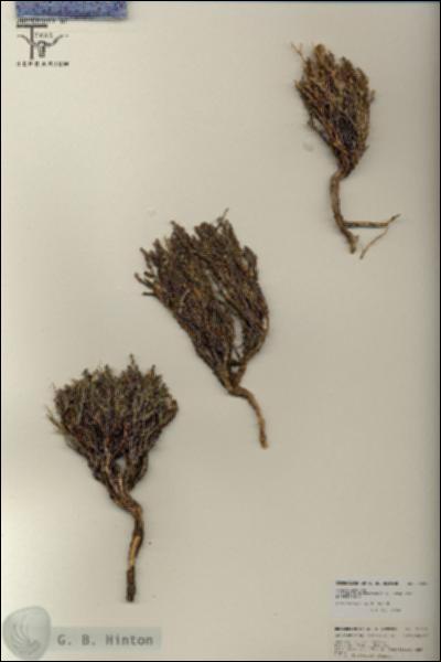 URN_catalog_HBHinton_herbarium_25802.jpg.jpg