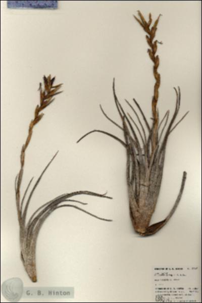 URN_catalog_HBHinton_herbarium_23847.jpg.jpg