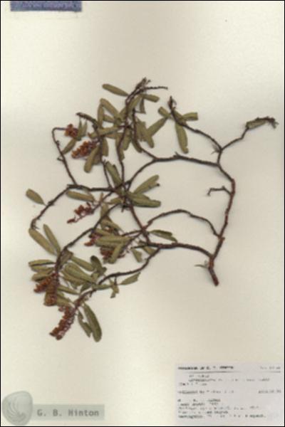 URN_catalog_HBHinton_herbarium_18968.jpg.jpg