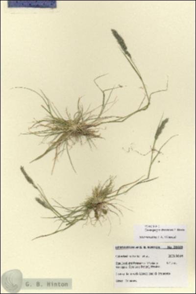 URN_catalog_HBHinton_herbarium_28669.jpg.jpg