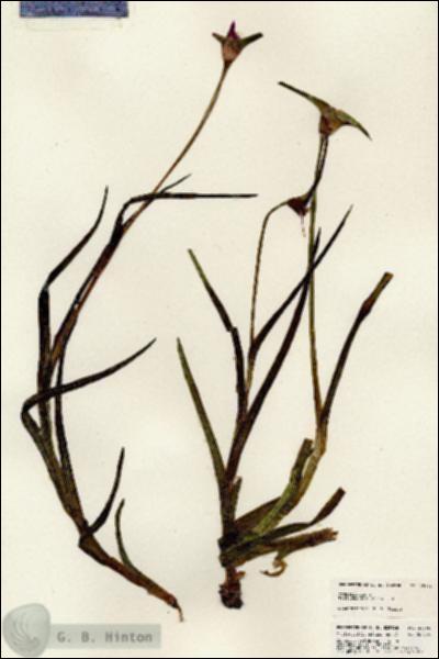 URN_catalog_HBHinton_herbarium_25395.jpg.jpg
