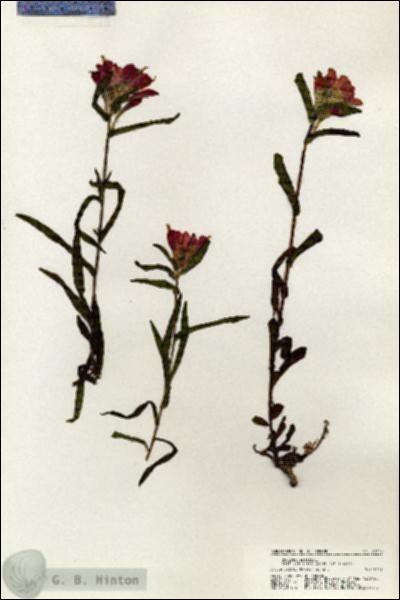 URN_catalog_HBHinton_herbarium_20778.jpg.jpg