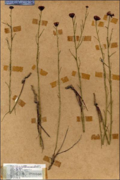 URN_catalog_HBHinton_herbarium_18219.jpg.jpg