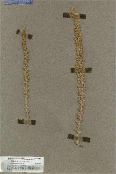 URN_catalog_HBHinton_herbarium_19838.jpg.jpg
