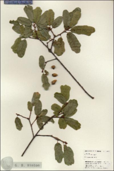 URN_catalog_HBHinton_herbarium_24961.jpg.jpg