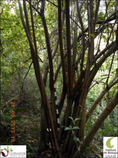 77178_S3_ARC_20130626_004_001.jpg.jpg