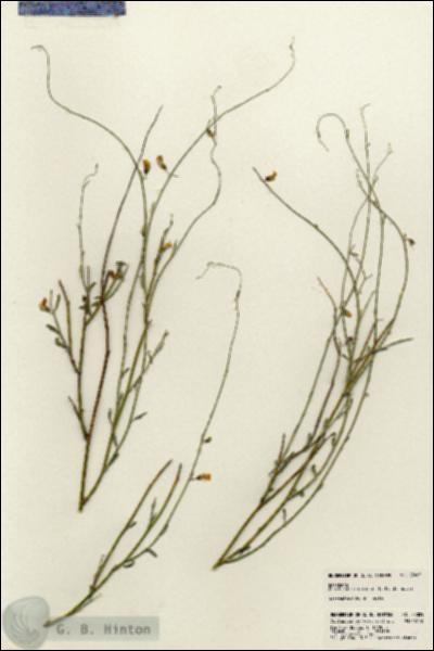 URN_catalog_HBHinton_herbarium_23005.jpg.jpg