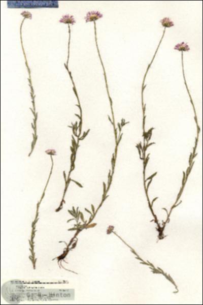 URN_catalog_HBHinton_herbarium_20454.jpg.jpg