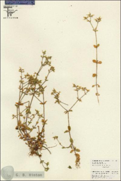 URN_catalog_HBHinton_herbarium_26026.jpg.jpg