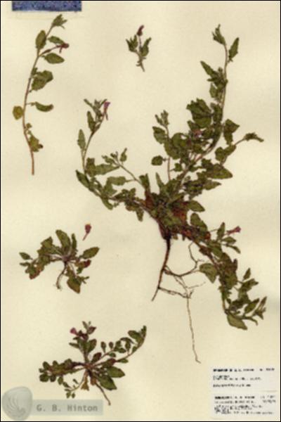 URN_catalog_HBHinton_herbarium_21822.jpg.jpg