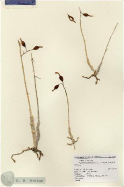 URN_catalog_HBHinton_herbarium_3649.jpg.jpg