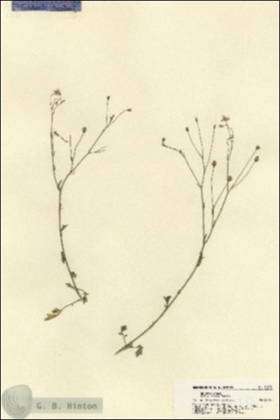 URN_catalog_HBHinton_herbarium_21885.jpg.jpg