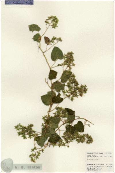 URN_catalog_HBHinton_herbarium_25023.jpg.jpg