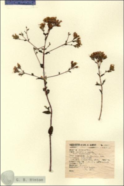 URN_catalog_HBHinton_herbarium_12857.jpg.jpg