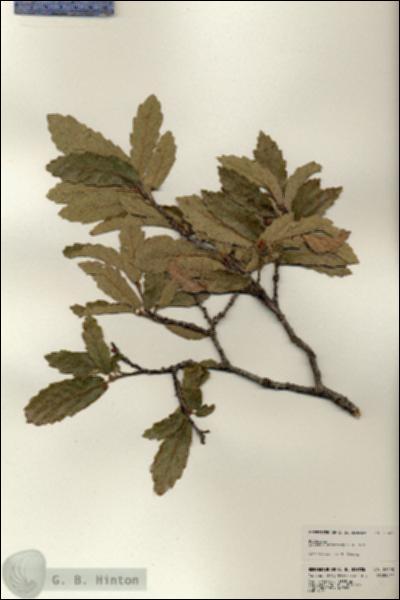 URN_catalog_HBHinton_herbarium_23408.jpg.jpg