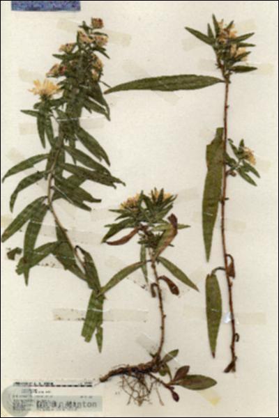 URN_catalog_HBHinton_herbarium_19932.jpg.jpg