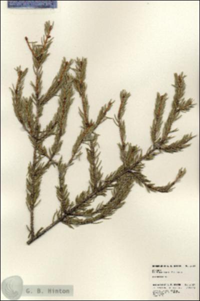 URN_catalog_HBHinton_herbarium_24029.jpg.jpg