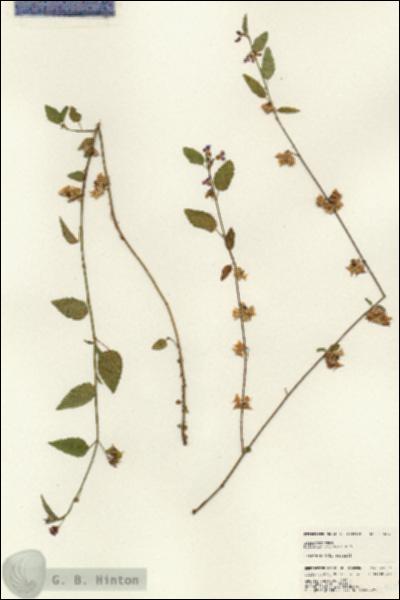 URN_catalog_HBHinton_herbarium_24627.jpg.jpg
