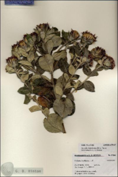 URN_catalog_HBHinton_herbarium_27288.jpg.jpg