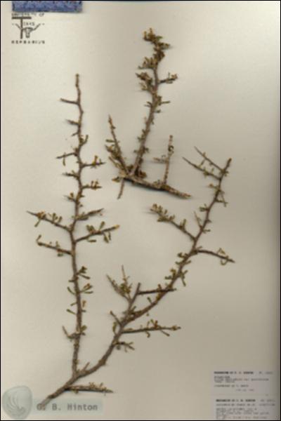 URN_catalog_HBHinton_herbarium_25831.jpg.jpg