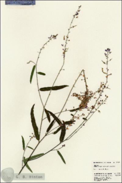 URN_catalog_HBHinton_herbarium_22897.jpg.jpg