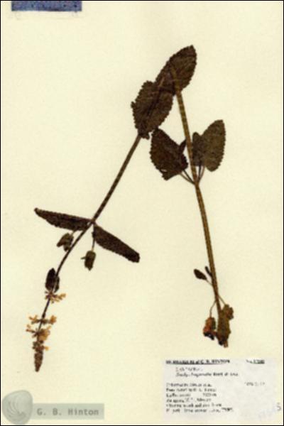 URN_catalog_HBHinton_herbarium_17545.jpg.jpg
