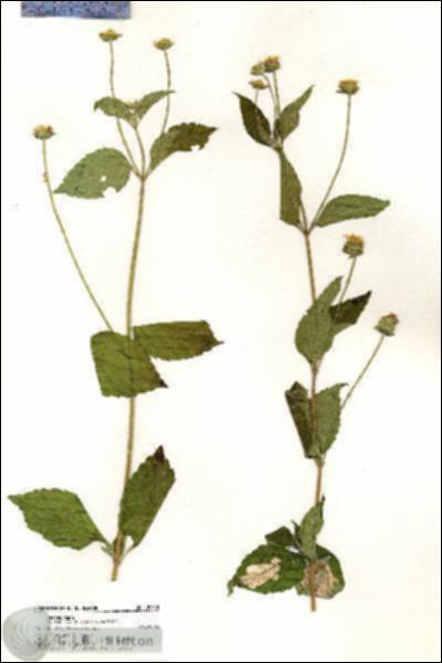URN_catalog_HBHinton_herbarium_20530.jpg.jpg