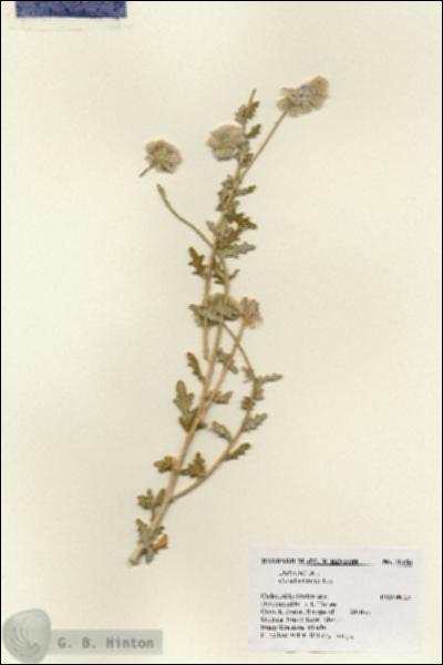 URN_catalog_HBHinton_herbarium_18456.jpg.jpg