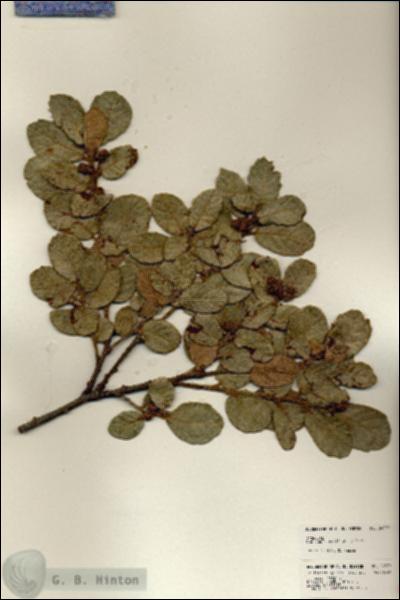 URN_catalog_HBHinton_herbarium_24379.jpg.jpg