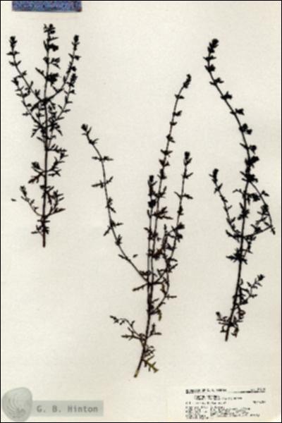 URN_catalog_HBHinton_herbarium_20419.jpg.jpg