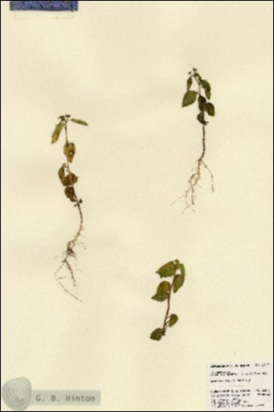 URN_catalog_HBHinton_herbarium_23475.jpg.jpg