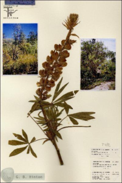 URN_catalog_HBHinton_herbarium_26160.jpg.jpg